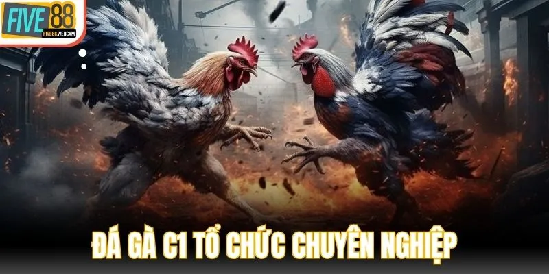 Đá gà C1 có quy định tổ chức chuyên nghiệp