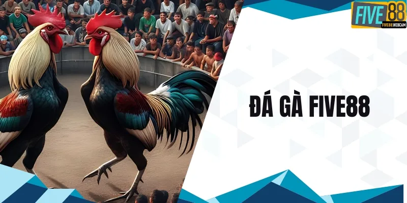 Đá gà five88
