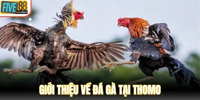Giới thiệu về hình thức đá gà tại Thomo