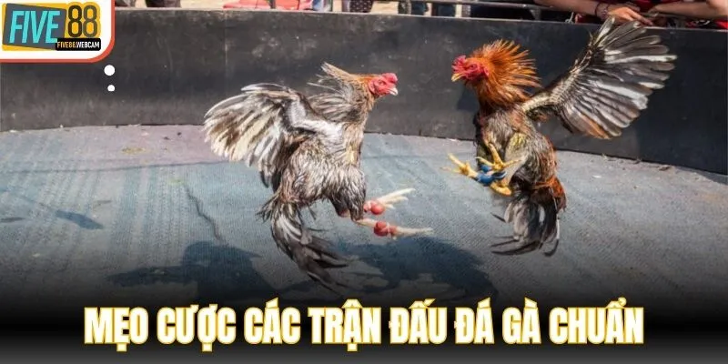 Mẹo cược các trận đấu đá gà chuẩn