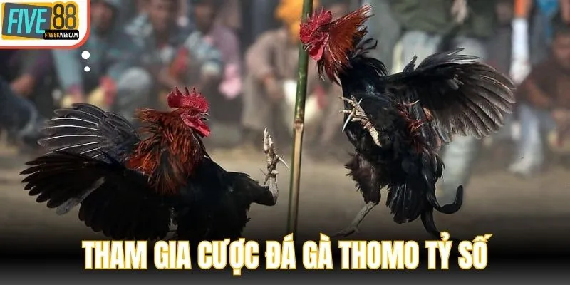 Tham gia cược đá gà Thomo dạng tỷ số