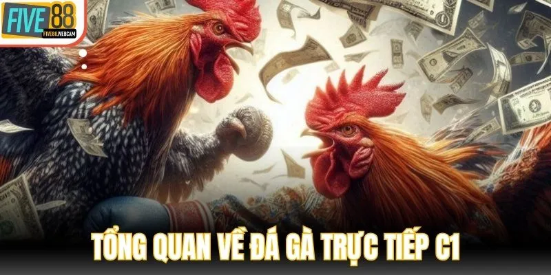 FIVE88 tổng quan về đá gà trực tiếp C1